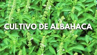 Cómo cultivar ALBAHACA en casacuidados que necesitas saber sobre esta aromática [upl. by Gypsy]