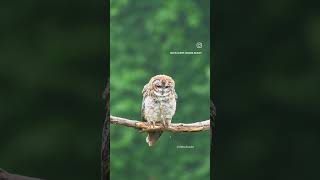 Id  Mottled wood owl Contact  7350333345 wildlife nature wildlifetour natureowlphotography [upl. by Eatnwahs321]