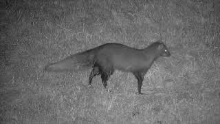 Ranger Insights  White Tailed Mongoose [upl. by Legra]