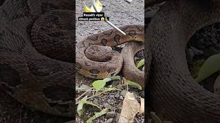 Dangerous Russells viper snake rescue operation 😱🐍 [upl. by Airotel506]