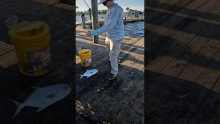 Catching keeper Pompano shorts pompanofish youtubeshorts fishing florida fish [upl. by Udela58]