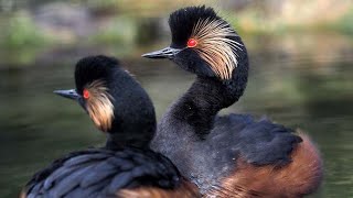 Black necked grebe Podiceps nigricollis sound  Call and song [upl. by Ribak]