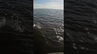 Catching Striped Bass With Jigging World Hybrid Spinning Rod [upl. by Ahsael]