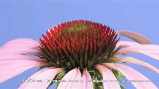 Echinacea Cone flower time lapse [upl. by Leah]