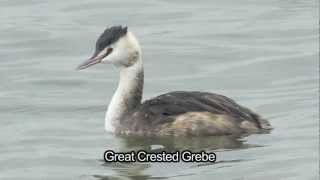 BTO Bird ID  Winter Grebes [upl. by Silloh115]