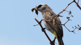 Parent bird of yellow vented bulbul feeding their chicks [upl. by Orms674]