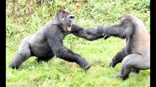 Top 5 Gorilla Fights On Camera  Zoo Fight [upl. by Chivers]