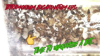 Tetramorium Bicarinatum Ep3 The Tetras get an expansion [upl. by Recnal]