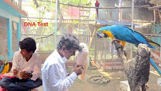 Before Breeding Test Your Parrots DNA [upl. by Mabel]