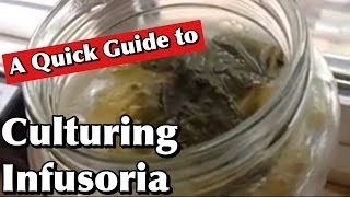 Culturing Infusoria A Quick Guide [upl. by Larimer]