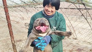 犬舍里的恶霸犬拉灯和蓝妹，给它们寻个好人家，你喜欢吗？ [upl. by Jewel]