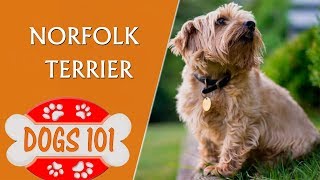 Dogs 101  Norfolk Terrier  Top Dog Facts About the Norfolk Terrier [upl. by Jacobs772]