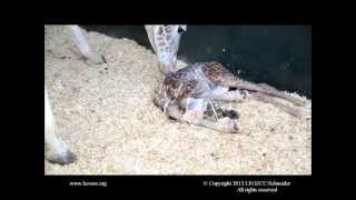 Rothschild Giraffe Birth at LEO ZCC [upl. by Etnuhs]