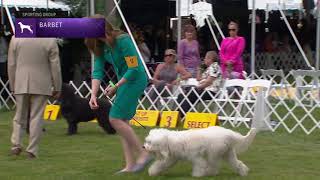 Barbets  Breed Judging 2021 [upl. by Einram698]