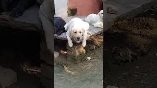 Labour dog Viral video Youtubeshort short video funny video [upl. by Goldarina]