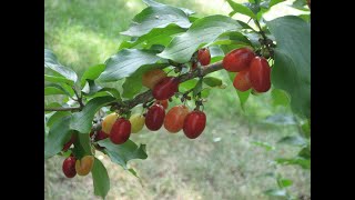 Edible Fruit Cornelian Cherry [upl. by Odlanar]