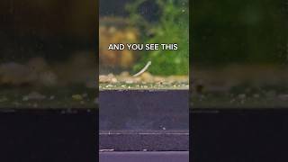 Shrimp Keepers Nightmare planaria aquariumhobby shrimpkeeping [upl. by Fadil]