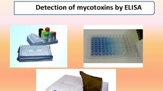 تشخيص الامراض الفطرية فى الدواجن 2 السموم الفطريةDiagnosis of Fungal Diseases Mycotoxicosis [upl. by Nnarual]