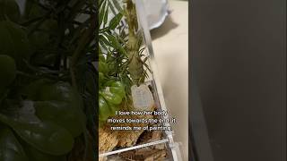 Happy Halloween mantis mantodea insects entomology ootheca bugs nature timelapse [upl. by Far479]