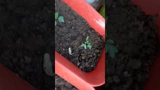 Our dhaniya nd tomato seeds germination 🍅🌱 [upl. by Canter]