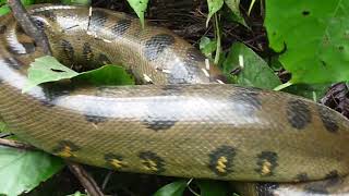 Anaconda attacked by Porcupine in the Yasuni🐍🌎🌈🎥 [upl. by Malilliw]