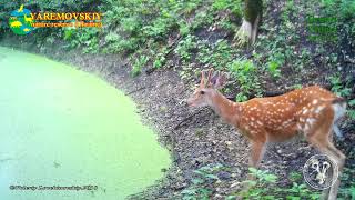 Sika deer at a watering place  Пятнистый олень  Cervus nippon  Green Video Wildlife [upl. by Moffitt]