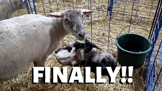 Ive waited 20 days for THESE LAMBS Vlog 206 [upl. by Gaige]