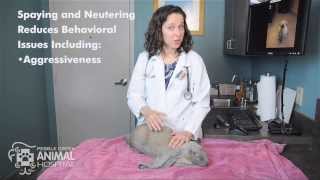 Ask A Vet Why should I have my rabbit spayed or neutered [upl. by Crabb292]