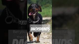 The Real Mighty Dog Dachshund Badger Dog [upl. by Lorusso]