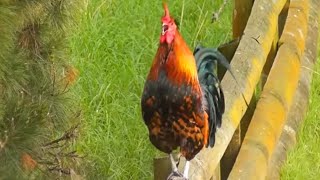 Jungle fowl rooster sound [upl. by Stepha797]