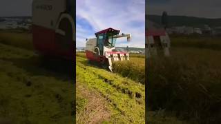 paddy harvester working video shorts yanmar harvester [upl. by Hock]