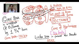 PACKAGING OF DNA  Nucleosome model  Molecular basis of Inheritance  Dipenism [upl. by Ayotyal]