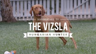 ALL ABOUT VIZSLA HUNGARIAN SPORTING DOG [upl. by Gavin]