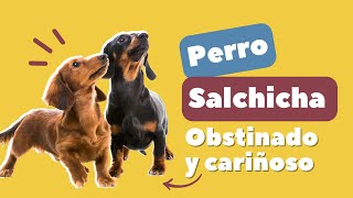 Los Dachshunds Perros Con Forma y Carácter Únicos 💚 [upl. by Sheree]