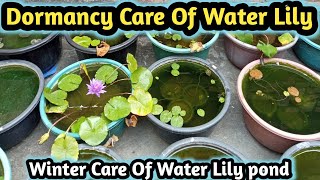 Winter care of water lily  सर्दियों में कमल की देखभाल कैसे करे  waterlilyplant lotus [upl. by Inafetse]