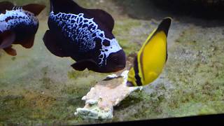 Arabian Butterflyfish Chaetodon melapterus eating Repashy Superfood [upl. by Aihsiyt]