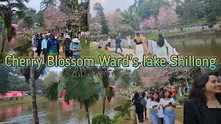 Cherry Blossom Shillong wards lake [upl. by Miyasawa]