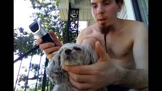 How to Shave Dogs Paws with oneisall clippers [upl. by Atirabrab]