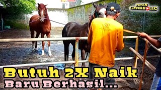 Kuda Pejantan THB Novar Stable Dengan Kuda Betina Muda KP Harsana Jaya Stable [upl. by Gemoets]