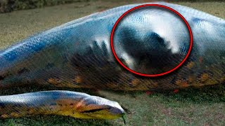 Un Hombre Fue Tragado Por Una Serpiente Pero Es Irreal Creer Lo Que Sucedió Después [upl. by Ahsuoj24]