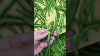 Green beans cutting head machinery processing green bean snipper machinetop end remover machine [upl. by Britney579]