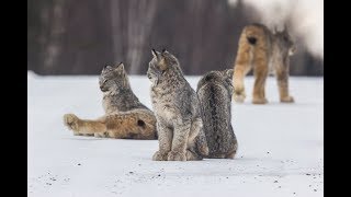 Canada Lynx Family on the Hunt  Superior National Forest [upl. by Dygert]