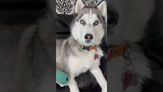 My husky was so grumpy today huskies huskylife grumpydog sillydog cutedogs doglove dogshorts [upl. by Klotz]