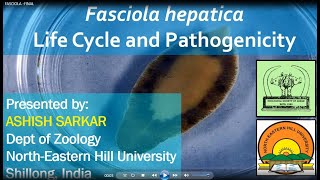 Fasciola hepatica Life Cycle and Pathogenicity [upl. by Georgeanne]