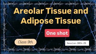 Class 9  Chapter 2 Tissue  Areolar tissue and Adipose tissue explanation in detail [upl. by Epps]