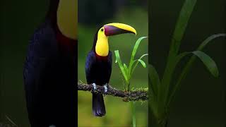 Yellowthroated toucan [upl. by Culbert424]