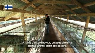 Inside a fox farm in Finland [upl. by Elyac]