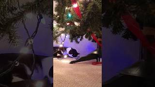 Cat nap catmom catlover catlife catvideos pets catnap [upl. by Crescantia574]