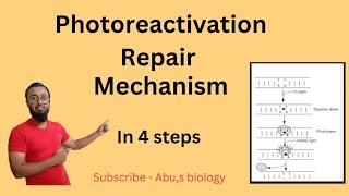 Photoreactivation repair mechanism in HindiDNA RepairMolecular biology [upl. by Bartholomeus]