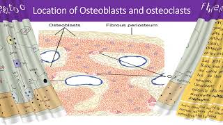 PHARMACOTHERAPY amp RECENT ADVANCES FOR TREATMENT OF OSTEOPOROSIS [upl. by Nnairet]